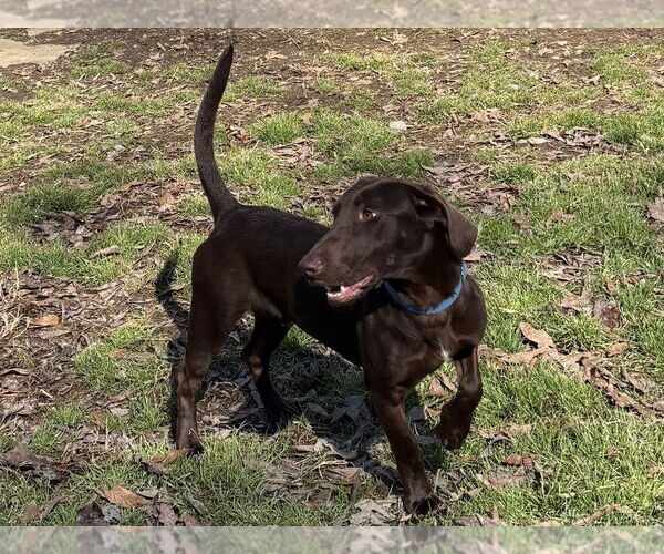 Medium Photo #4 Unknown-Weimaraner Mix Puppy For Sale in Boston, MA, USA