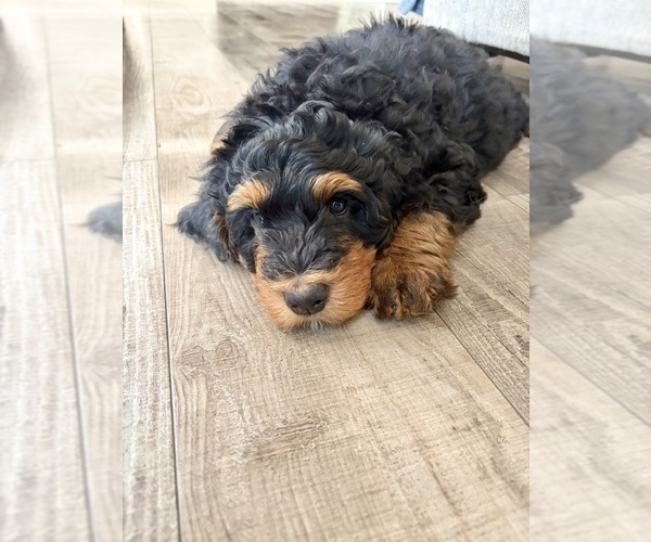 Medium Photo #5 Bernedoodle Puppy For Sale in O FALLON, MO, USA