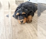 Small #4 Bernedoodle