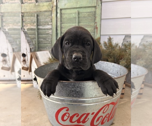 Medium Photo #4 Great Dane Puppy For Sale in MIDDLEBURY, IN, USA