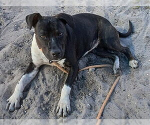 Labrador Retriever Dogs for adoption in Fort Lauderdale, FL, USA