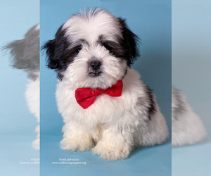 Shih Tzu Dog for Adoption in BREA, California USA