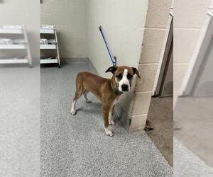 Labrador Retriever-Unknown Mix Dogs for adoption in Pasadena, TX, USA