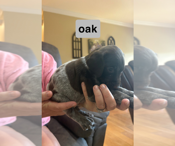 Medium Photo #8 German Shorthaired Pointer Puppy For Sale in CARTERSVILLE, GA, USA