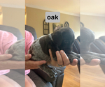 Small #7 German Shorthaired Pointer