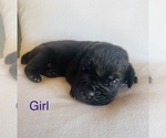 Small Photo #5 Cane Corso Puppy For Sale in OKLAHOMA CITY, OK, USA