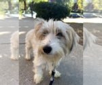 Small Photo #5 Havanese-Unknown Mix Puppy For Sale in Rockville, MD, USA