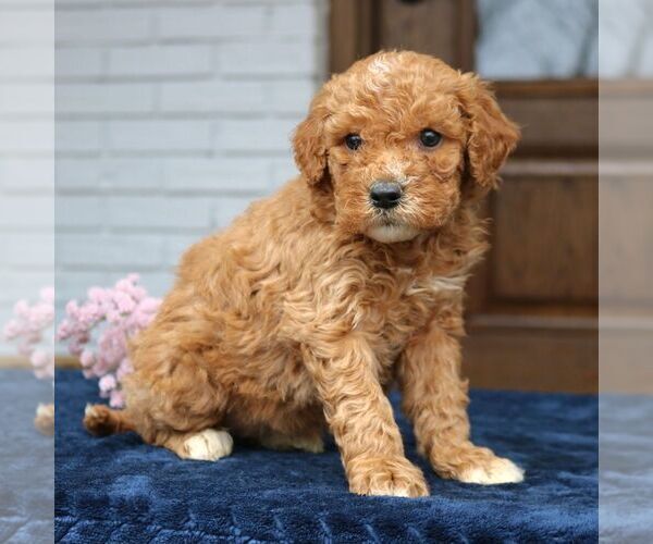 Medium Photo #4 Goldendoodle (Miniature) Puppy For Sale in NARVON, PA, USA