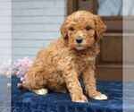 Small #3 Goldendoodle (Miniature)