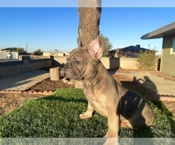 Medium Photo #20 French Bulldog Puppy For Sale in CHARLOTTESVILLE, VA, USA