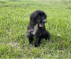 Aussiedoodle Miniature Puppy for sale in EL CAMPO, TX, USA
