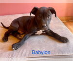 Small Labrador Retriever-Mountain Cur Mix