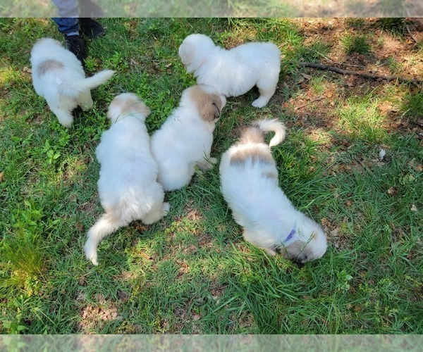 Medium Photo #4 Great Pyrenees Puppy For Sale in LA PLATA, MD, USA