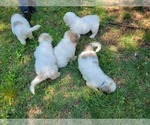 Small Photo #4 Great Pyrenees Puppy For Sale in LA PLATA, MD, USA