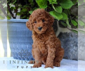 Goldendoodle (Miniature) Puppy for sale in EAST EARL, PA, USA