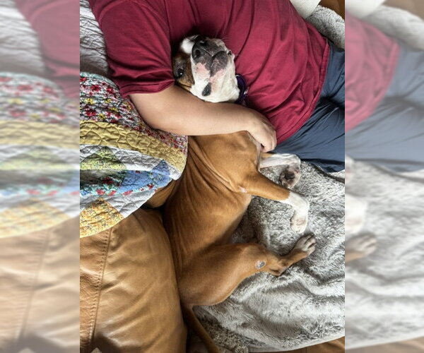 Medium Photo #7 Mutt Puppy For Sale in Crete, IL, USA