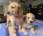 Image preview for Ad Listing. Nickname: Male Goldens