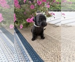 Puppy chico Labrador Retriever