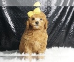 Puppy Stanley AKC Poodle (Toy)