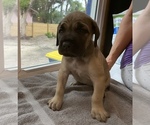 Small Photo #6 Cane Corso Puppy For Sale in CLEARWATER, FL, USA