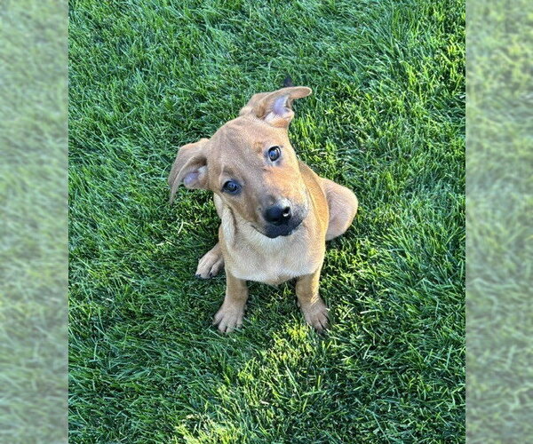 Medium Photo #1 Rottweiler-Unknown Mix Puppy For Sale in Lakewood, CO, USA
