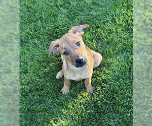 Rottweiler-Unknown Mix Dogs for adoption in Lakewood, CO, USA