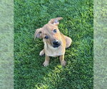 Minnesota - Female Rottweiler-Unknown Mix Dog for Adoption - Small photo