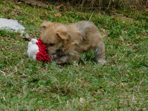 Medium Photo #11 Morkie Puppy For Sale in ORLANDO, FL, USA