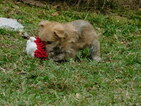 Small Photo #11 Morkie Puppy For Sale in ORLANDO, FL, USA