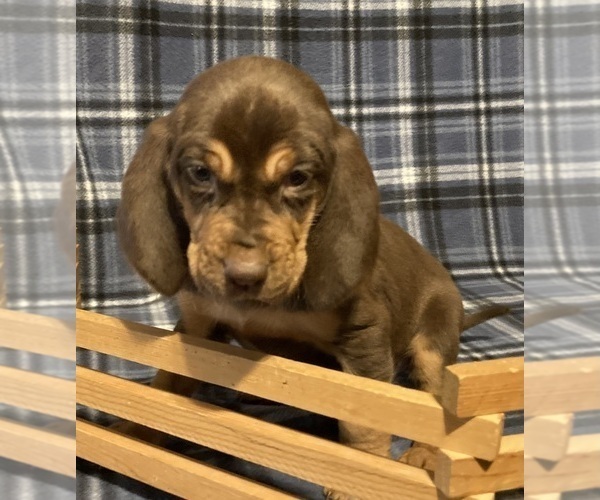 Medium Photo #3 Bloodhound Puppy For Sale in FORT MORGAN, CO, USA