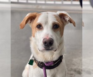 Labrador Retriever-Unknown Mix Dogs for adoption in Jefferson, NJ, USA