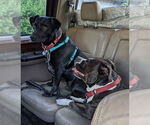Small #21 Carolina Dog-Labrador Retriever Mix