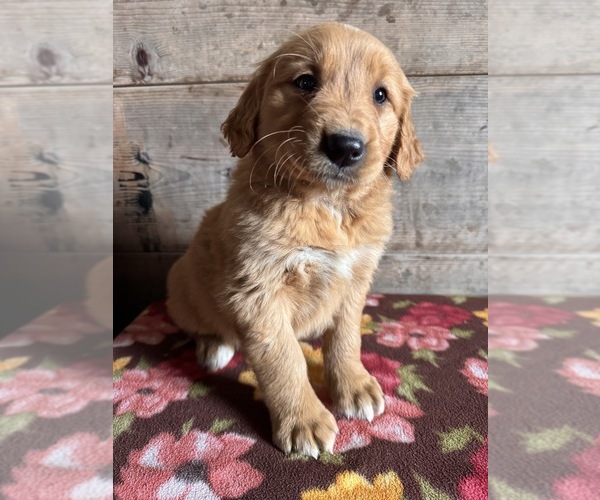 Medium Photo #11 Golden Retriever Puppy For Sale in VERMONTVILLE, MI, USA
