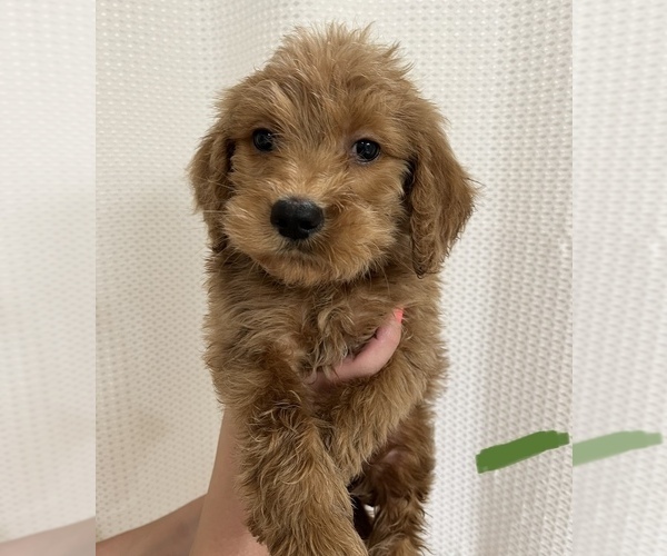 Medium Photo #1 Goldendoodle Puppy For Sale in ALMA, AR, USA