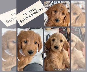 Goldendoodle Litter for sale in CENTRAL CITY, KY, USA