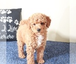 Small #2 Golden Retriever-Poodle (Toy) Mix