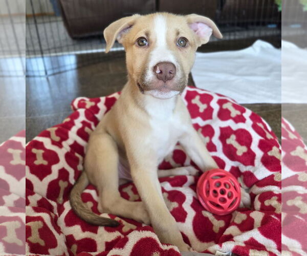 Medium Photo #7 Siberian Husky-Unknown Mix Puppy For Sale in Fargo, ND, USA