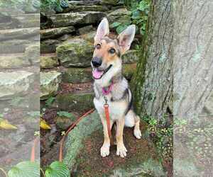 German Shepherd Dog-Unknown Mix Dogs for adoption in Saegertown , PA, USA