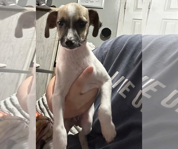 Medium Photo #2 Mutt Puppy For Sale in Columbus, IN, USA
