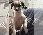 Small Photo #2 Mutt Puppy For Sale in Columbus, IN, USA
