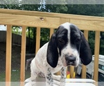 Small #3 English Setter-German Shorthaired Pointer Mix