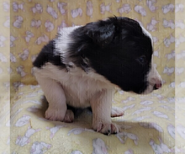 Medium Photo #26 Border Collie Puppy For Sale in NORBORNE, MO, USA