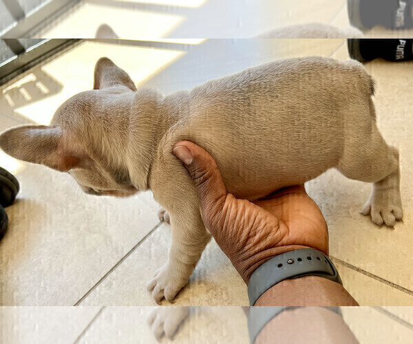 Medium Photo #4 French Bulldog Puppy For Sale in SMYRNA, GA, USA