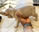 Small Photo #4 French Bulldog Puppy For Sale in SMYRNA, GA, USA