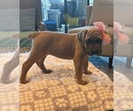 Small Photo #16 Cane Corso Puppy For Sale in DOWNEY, CA, USA