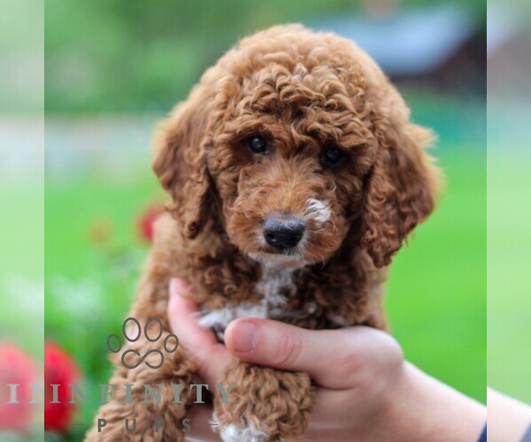 Medium Photo #5 Goldendoodle (Miniature) Puppy For Sale in LITITZ, PA, USA