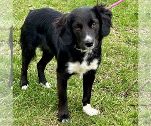 Cocker Spaniel-Unknown Mix Dogs for adoption in Batavia, OH, USA
