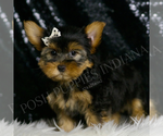 Small #3 Morkie