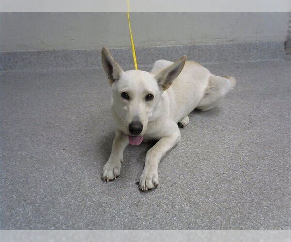 Medium Photo #1 German Shepherd Dog-Unknown Mix Puppy For Sale in Pasadena, TX, USA