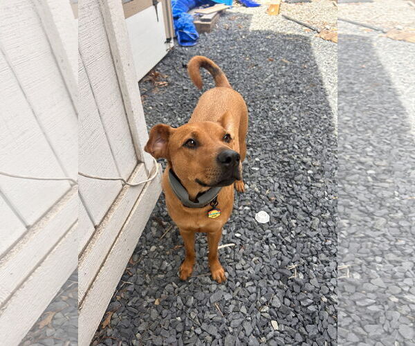 Medium Photo #5 American Pit Bull Terrier-Carolina Dog Mix Puppy For Sale in Oakhurst, NJ, USA